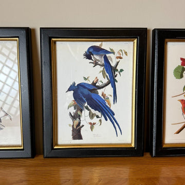 Blue Birds Framed Wall Art